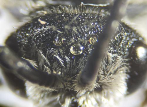 Réf. 251 312 : Sphecodes albilabris